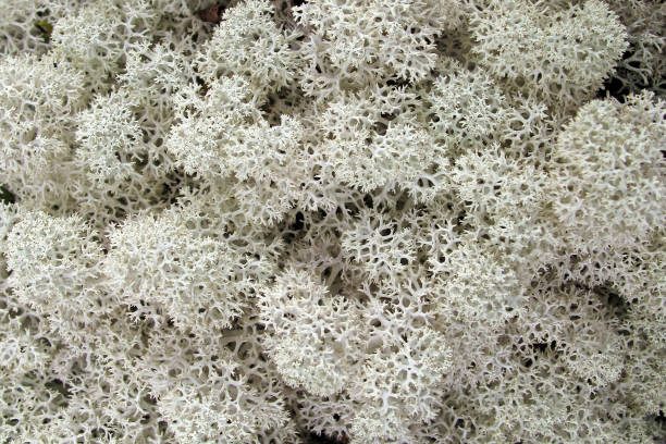white moss lichen close-up, rondvassbu, norway - textured stone gray green imagens e fotografias de stock