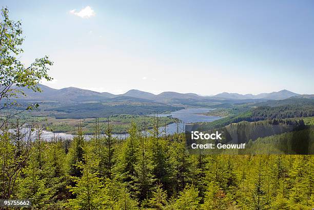 Scotland Stock Photo - Download Image Now - Color Image, Day, Forest