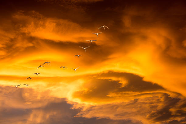 Small flock of Trumpeter Swans and spring vivid orange sunset