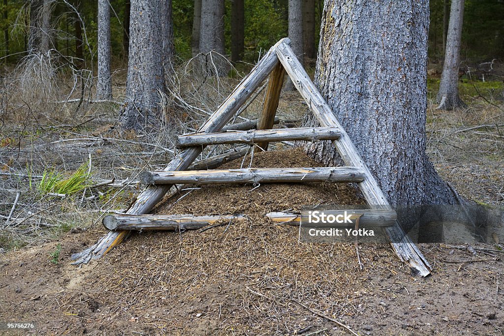 forest Ameisenhügel - Lizenzfrei Ameise Stock-Foto