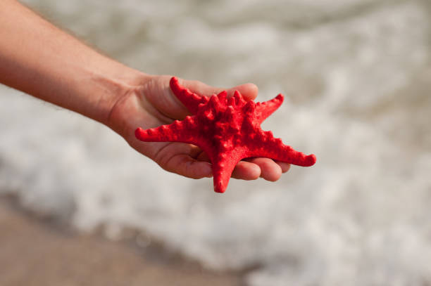 istock starfish lie on the seashore 957563740