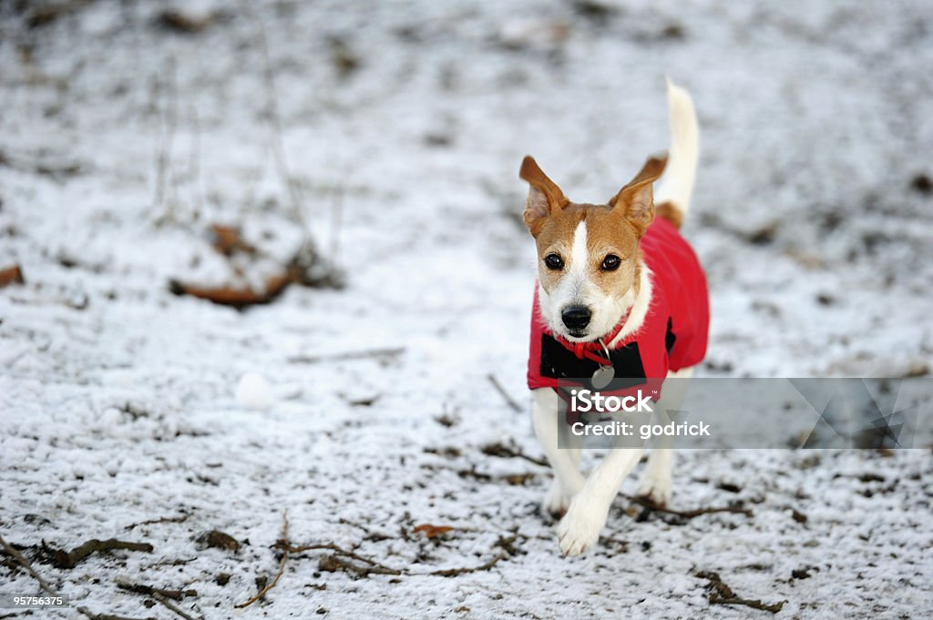 Parson Jack Russell in rosso cappotto invernale Correre sulla neve - Foto stock royalty-free di Cane