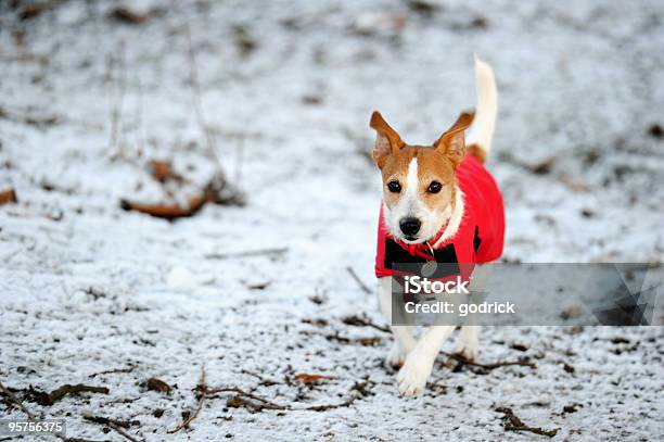 Parson Jack Russell In Rosso Cappotto Invernale Correre Sulla Neve - Fotografie stock e altre immagini di Cane