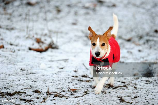 Parson ジャックラッセル赤色冬のコート内でスノー - 犬のストックフォトや画像を多数ご用意 - 犬, ウィンターコート, 衣服 コート