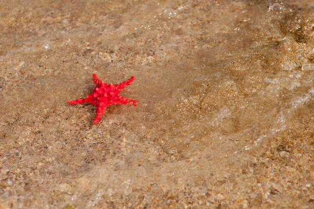 istock starfish lie on the seashore 957564638