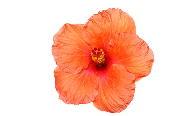 istock Orange hibiscus isolated on the white backgroun 95756530