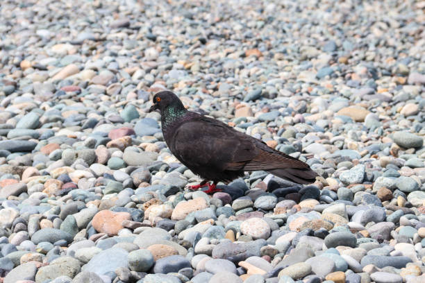 istock Pigeon on the pebble beach 957566444