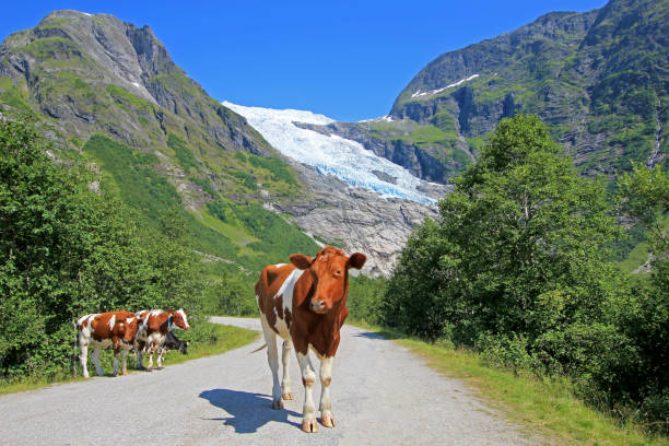 brązowe krowy przed lodowcem boyabreen, norwegia, europa - tongue mountain zdjęcia i obrazy z banku zdjęć