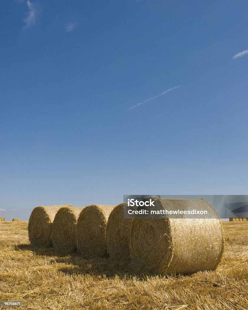 Golden campi - Foto stock royalty-free di Agricoltura