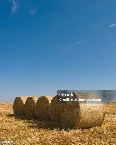 Golden Campi - Fotografie stock e altre immagini di Agricoltura - Agricoltura, Agricoltura biologica, Ambientazione esterna