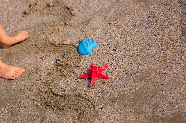 istock starfish lie on the seashore 957566874