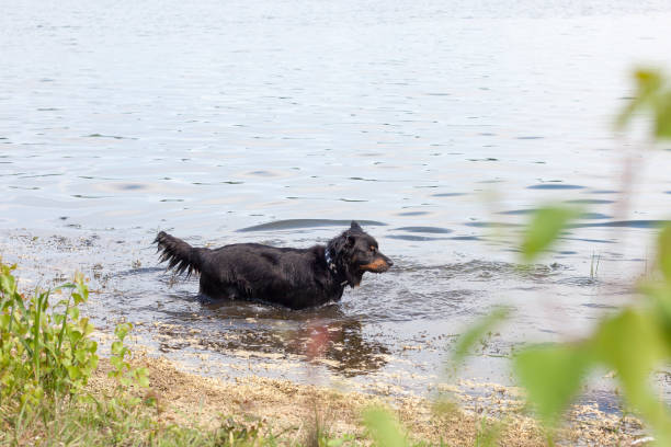 istock Border collie mix in the water 957566994