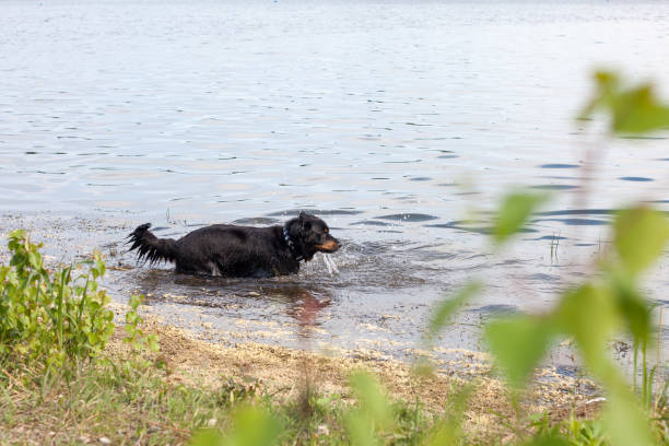 istock Border collie mix in the water 957566998