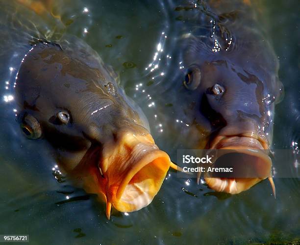 Carps In Acqua - Fotografie stock e altre immagini di Pesce - Pesce, Aperto, Due animali