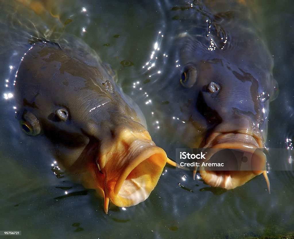 Carps in water  Fish Stock Photo