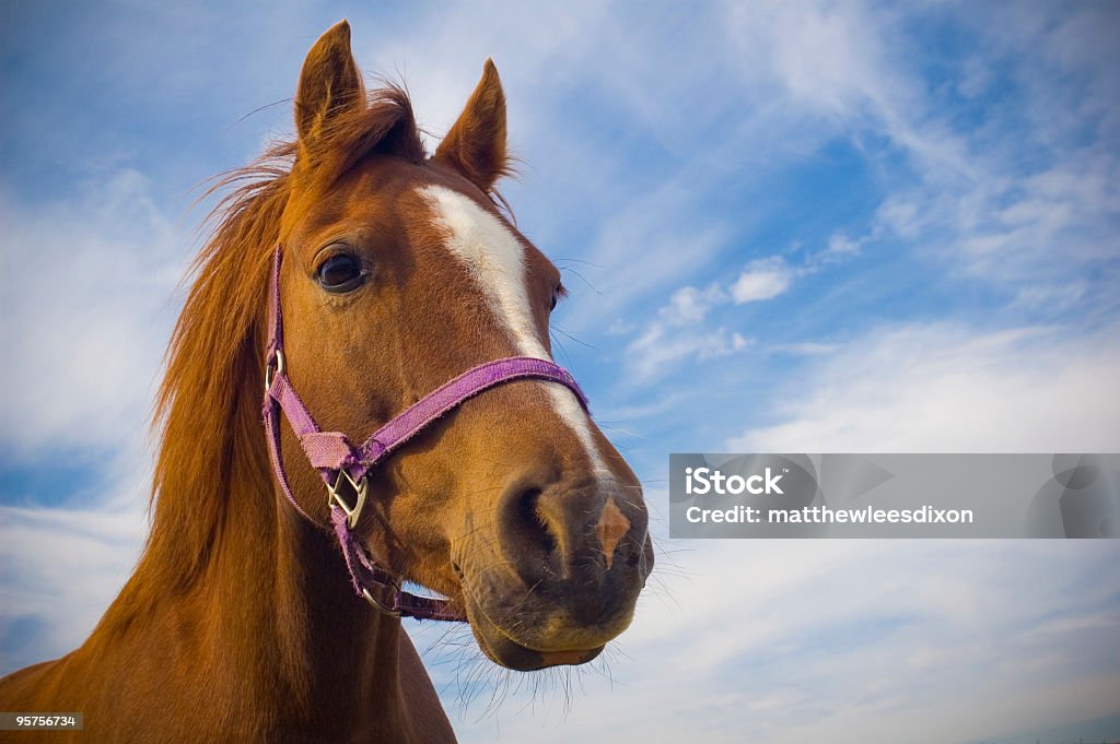 Cavallo raffinato - Foto stock royalty-free di Addomesticato
