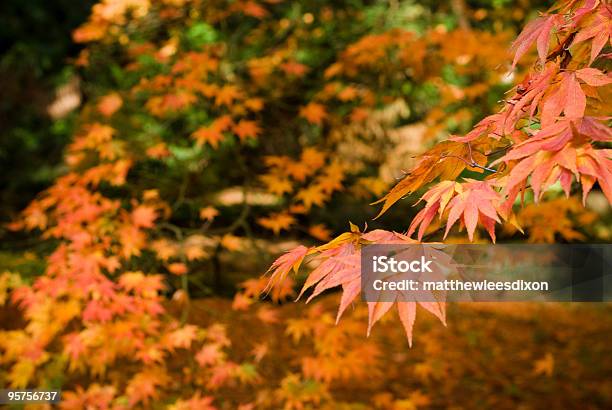추절 이용정책 0명에 대한 스톡 사진 및 기타 이미지 - 0명, Satoyama - Scenery, 가을