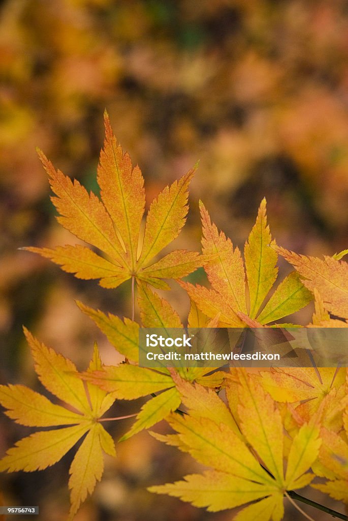 Herbstliche Strukturen - Lizenzfrei Ahorn Stock-Foto