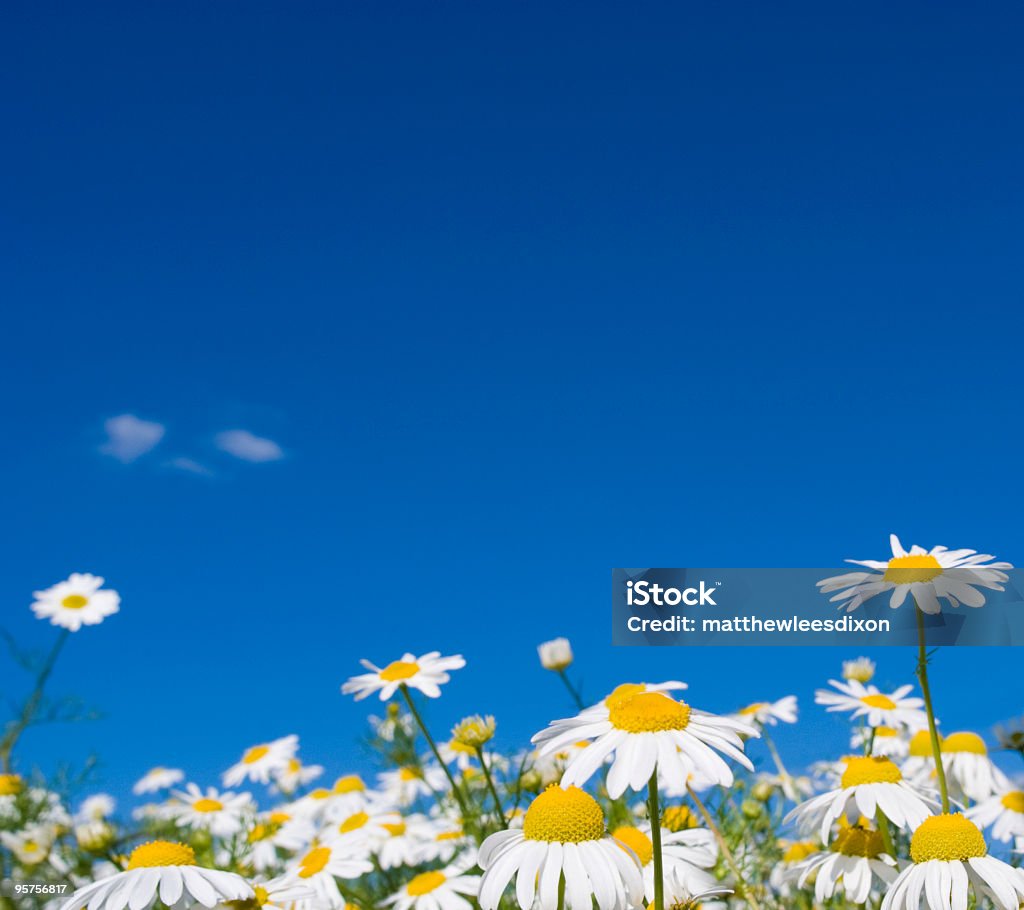 Schönen Sommer-Bereich der Gänseblümchen und blauer Himmel - Lizenzfrei Gänseblümchen - Gattung Stock-Foto