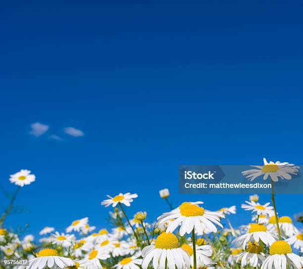 Schönen Sommerbereich Der Gänseblümchen Und Blauer Himmel Stockfoto und mehr Bilder von Gänseblümchen - Gattung