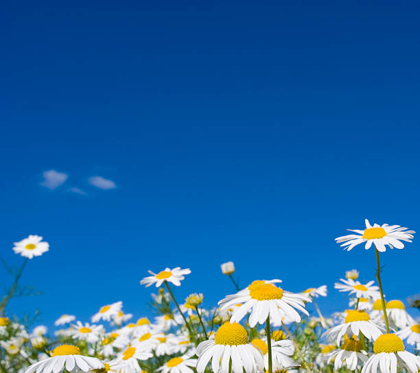 Blue sky daisy meadow.