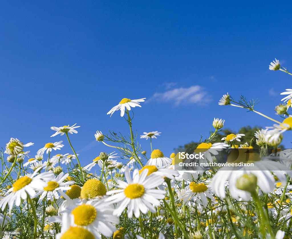 Verrücktes Gänseblümchen - Lizenzfrei Blau Stock-Foto