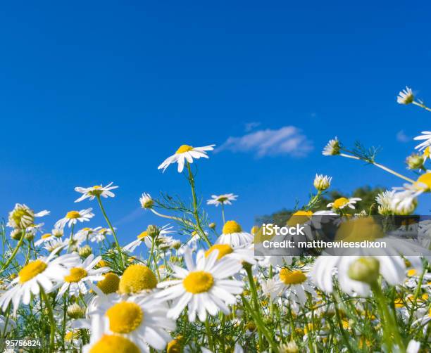 Verrücktes Gänseblümchen Stockfoto und mehr Bilder von Blau - Blau, Blume, Blüte