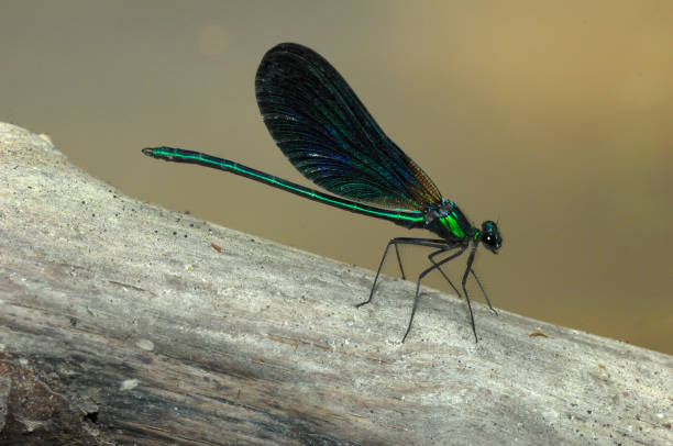 istock Banded demoiselle (Calopteryx splendens) 957570016