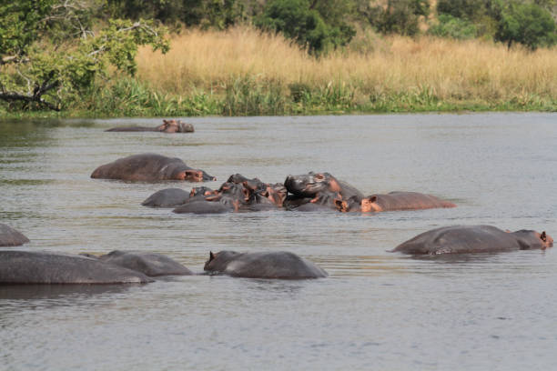 istock White Nile Boat Safari, Uganda, Part 1 957570390