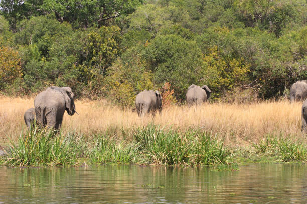 istock White Nile Boat Safari, Uganda, Part 1 957571534