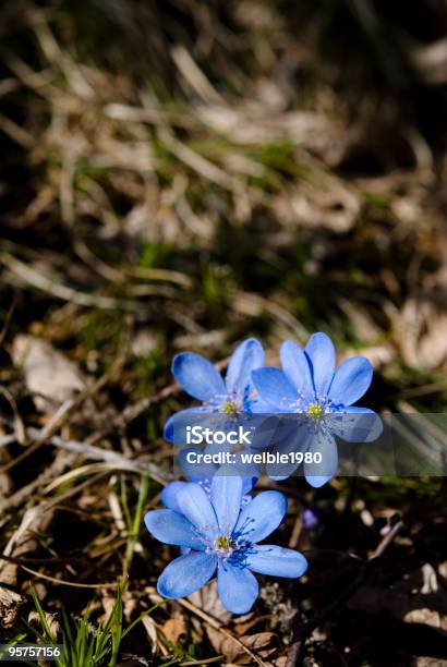 Flores De Primavera - Fotografias de stock e mais imagens de Alpes Europeus - Alpes Europeus, Amarelo, Anémona - Família do ranúnculo