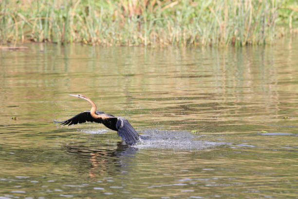 istock White Nile Boat Safari, Uganda, Part 1 957572050