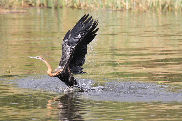 istock White Nile Boat Safari, Uganda, Part 1 957572082