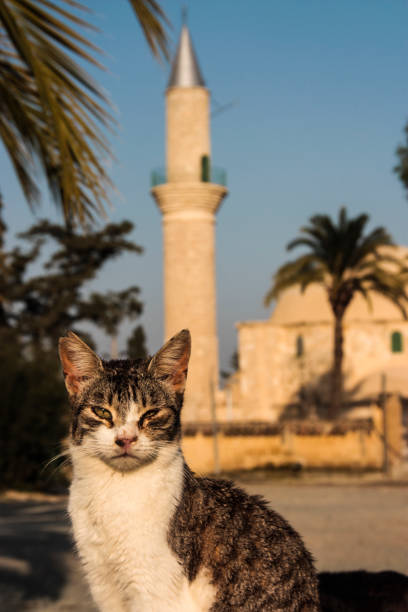 One of the resident cats in front of the mausoleum of Umm Haram, a shrine near the city of Larnaca, Cyprus.