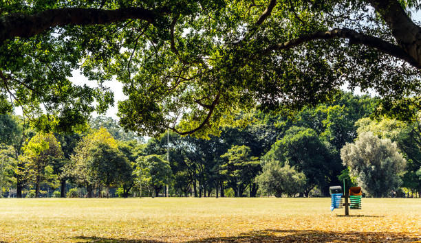 paisagem de campo e árvores enquadrar a imagem, com uma lata de lixo à vista, a vida moderna e fundo do conceito de natureza - treelined forest tree summer - fotografias e filmes do acervo