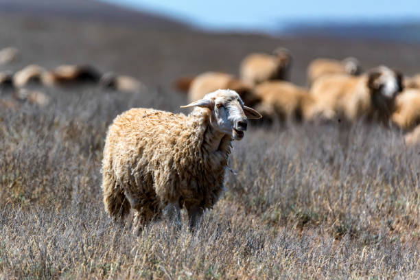 istock Flock of sheep graze in steppe 957576452