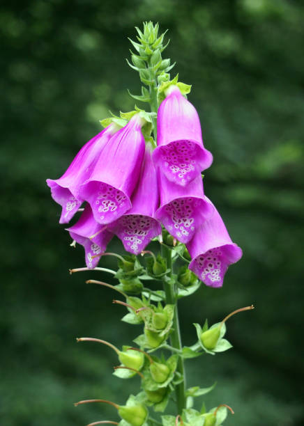 istock wild purple foxgloves in close up against a blurred green background 957577018