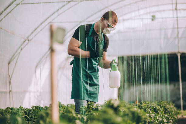 istock Farmer spraying plants on farm 957579318