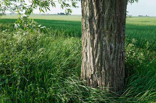 Close-up of willow tree trunk in springtime with wide views of open flat agricultural land in the background.