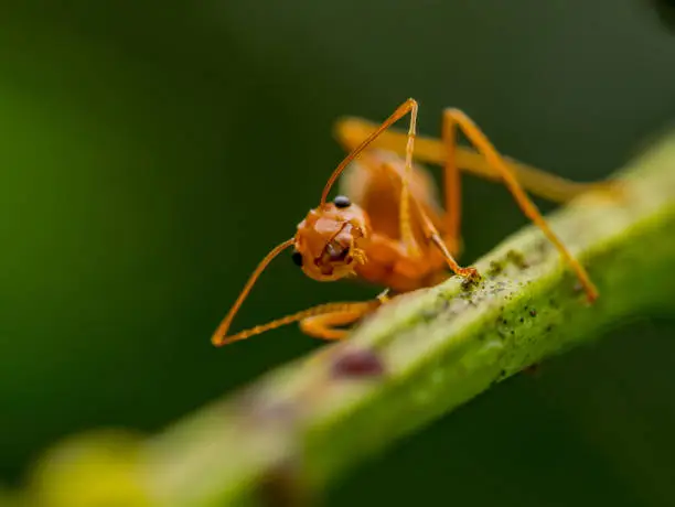 little red ant looking for bait