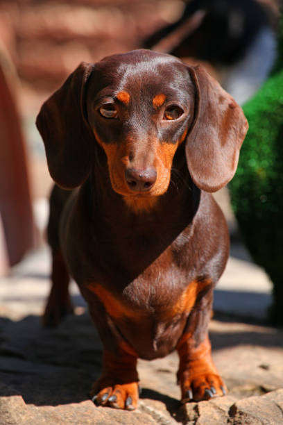 istock Dachshund Dog Summer Garden 957580230