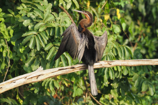 istock White Nile Boat Safari, Uganda, Part 2 957582982
