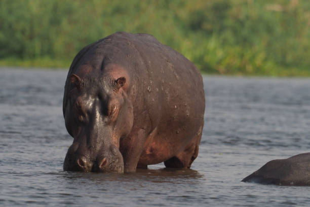 istock White Nile Boat Safari, Uganda, Part 2 957583308