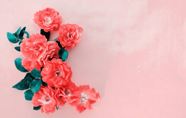 istock Elegant sweet rose arrangement 957583974