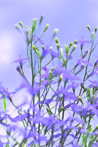 A background image of beautiful delicate purple wildflowers with yellow flower buds and green stems in a field with a blue sky.
