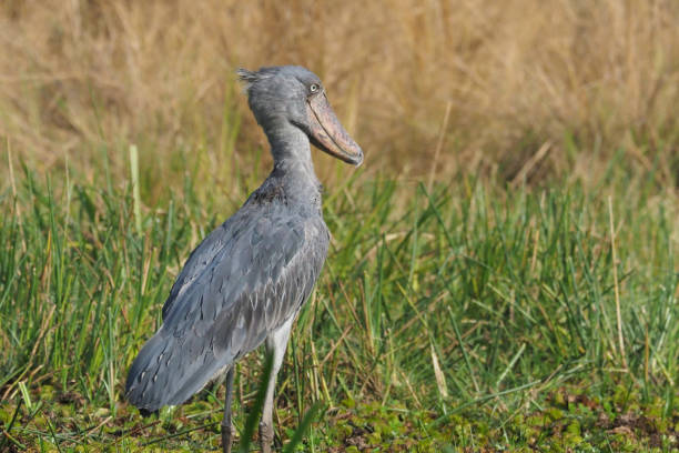 istock White Nile Boat Safari, Uganda, Part 3 957584934