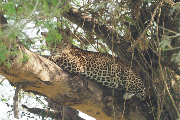 istock White Nile Boat Safari, Uganda, Part 3 957585016