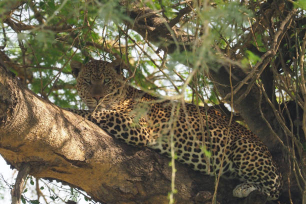 istock White Nile Boat Safari, Uganda, Part 3 957585020