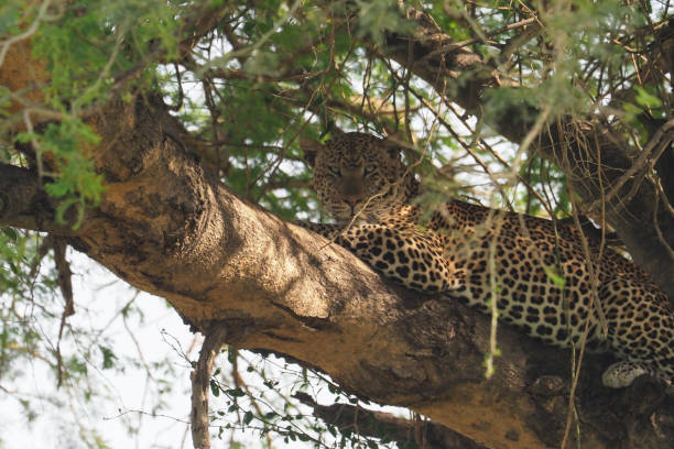 istock White Nile Boat Safari, Uganda, Part 3 957585024