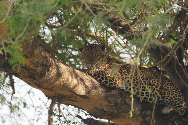 istock White Nile Boat Safari, Uganda, Part 3 957585040